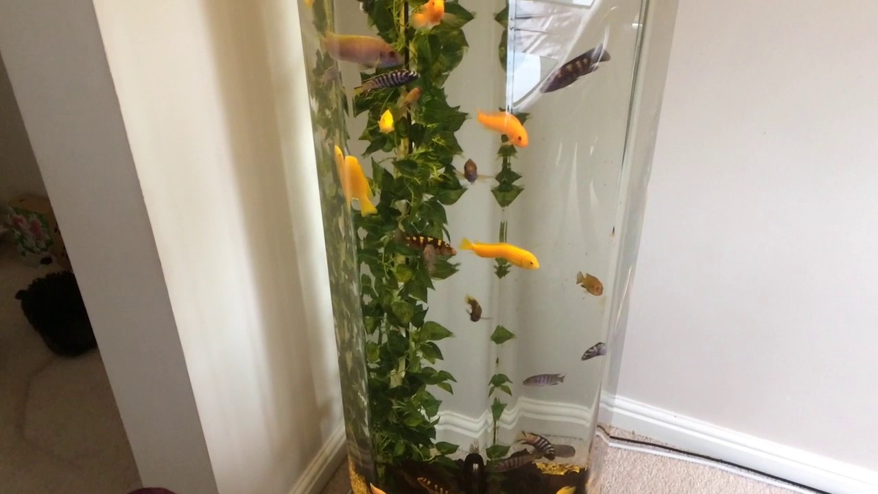 Fish Room  - More Tanks and More Fish!