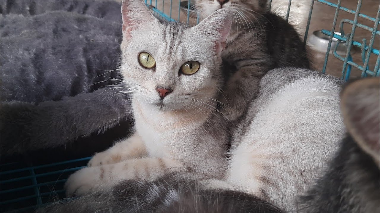 Kucing kucing didalam kandang semua