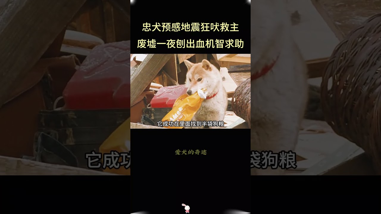 忠犬预感地震狂吠救主,血爪挖出主人逃生路