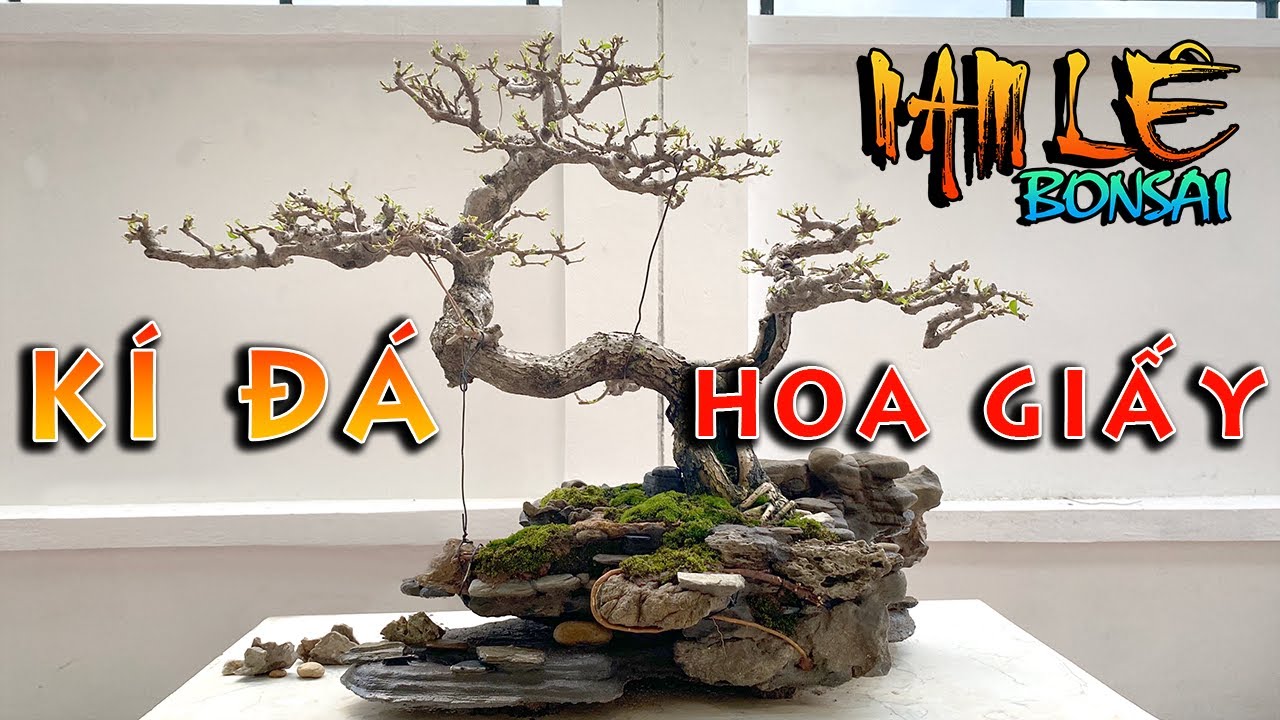 Nghệ nhân Tiến Đá kí đá hoa giấy | NamLe Bonsai
