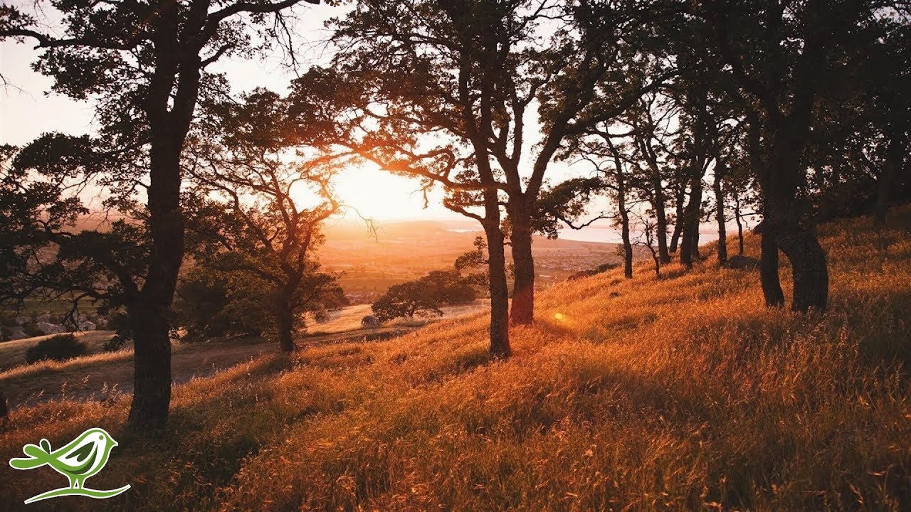 3 Hours of Relaxing Guitar Music for Meditation, Sleep, Relaxation & Study ★32