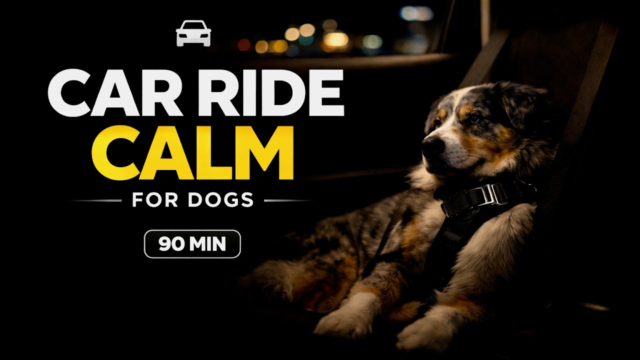 Calming Music for Dogs in the Car | Car Ride Anxiety Support | 90 Minutes (Dark Mode 10:00)