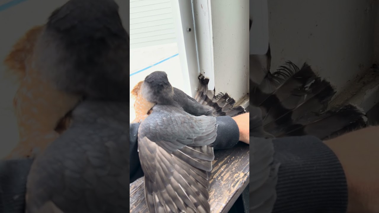 Saved a Merlin Falcon trapped inside a porch. 