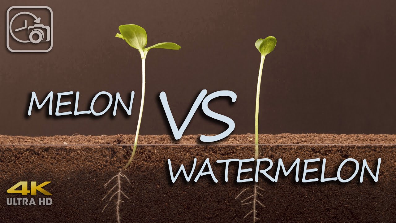 Melon vs Watermelon - grow - timelapse - 4K
