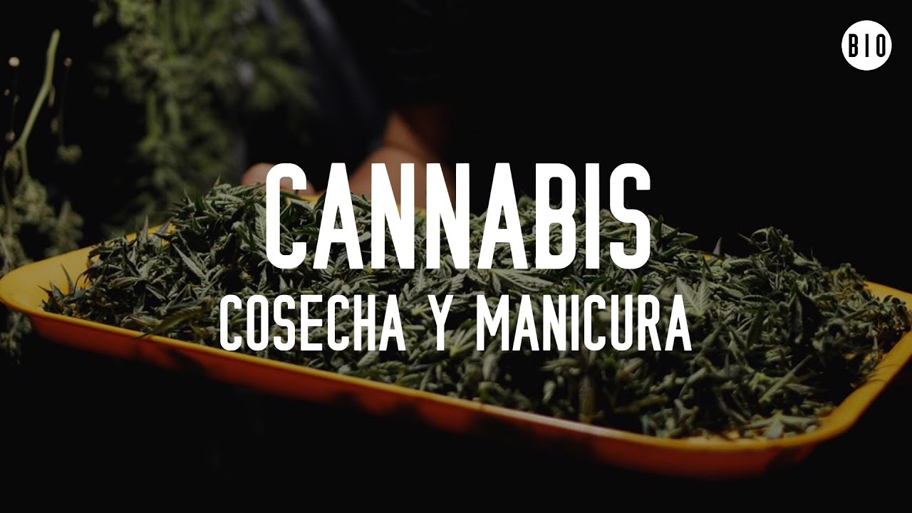 CANNABIS DE EXTERIOR: COSECHA Y MANICURA