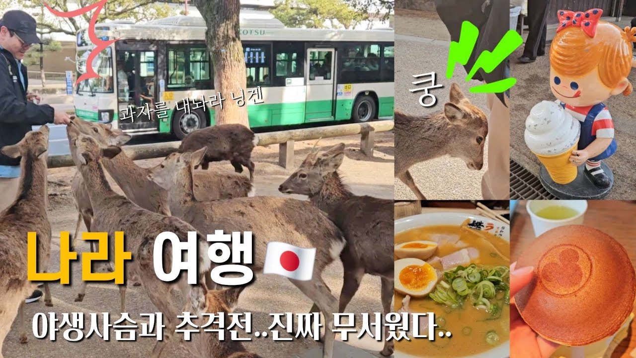 사슴이 이렇게 빠른 동물이었나요?🦌 | 야생사슴이 마을 곳곳에 돌아다니는 오사카 나라 🇯🇵 도다이지 사찰 웅장한 산책⛩️, 미슐랭 우동맛집 카마이키🥢, 도라야끼 맛집 텐표안🍵
