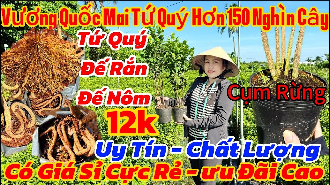 23/8☎️0938.778.792☎️🌲Mai Tứ Quý Giá Rẻ🌲Cụm Rừng-Đế Nôm-Đế Rắn….🌲Bao Ship Toàn Quốc…🌲