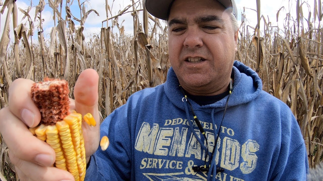 Corn Harvest!  Tim Tore Up the Combine!