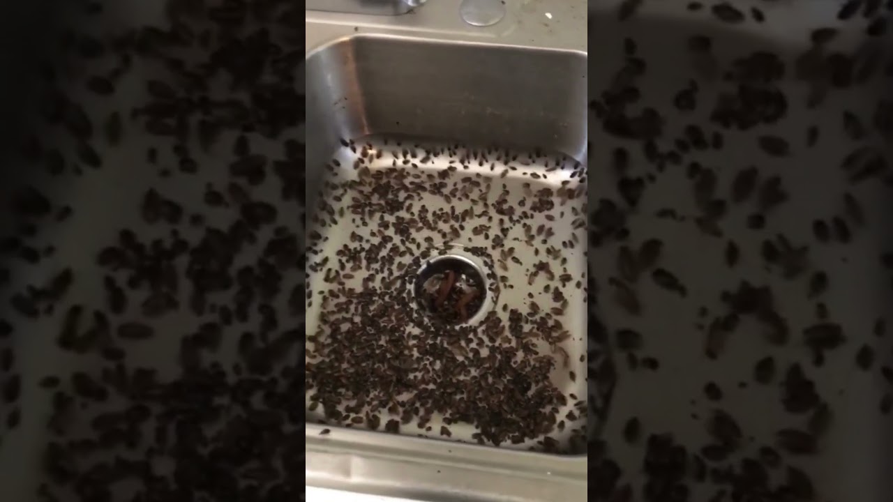 Do You Have Cockroaches in Your Kitchen #cockroach #roach  #germanroaches #pestcontrol #exterminator