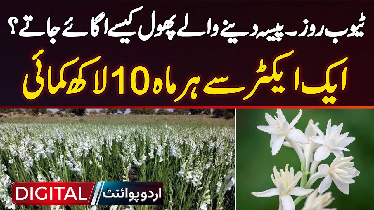 Tuberose Farming In Pakistan - How to Grow ‘Money Flowers’ at Home? Earn 10 Lakh Monthly Per Acre