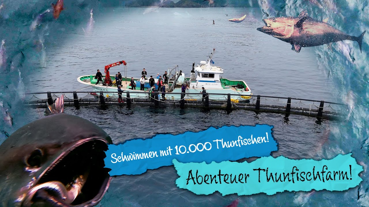 Japan // We're swimming with 10,000 tuna! - Tuna farm adventure!