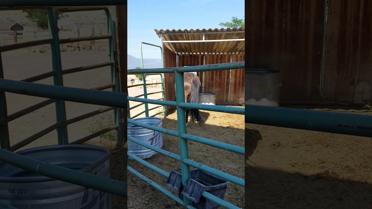 Horse having a seizure.