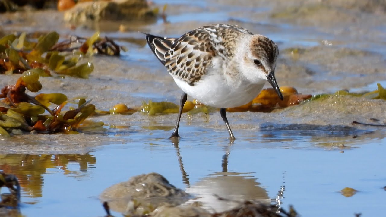 Little Stint Close Up 4K