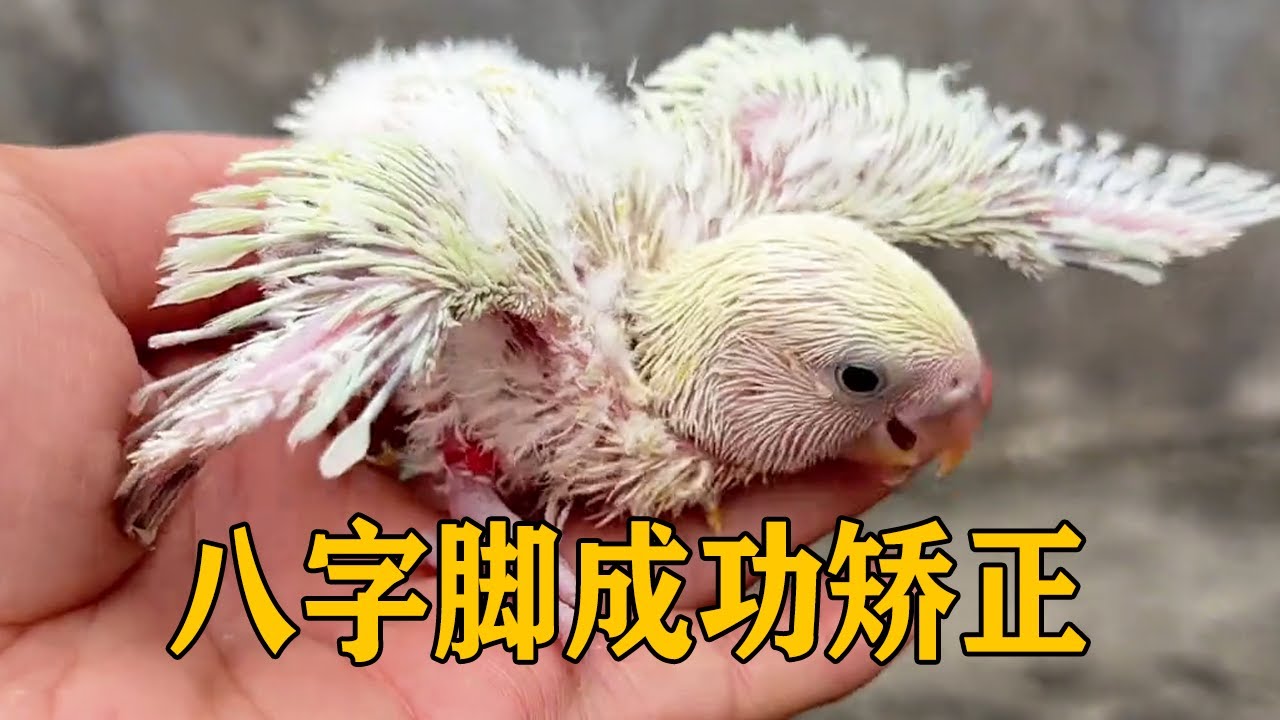 八字脚的小鸟爪子越来越硬，是时候解掉绳子，看看效果如何【叁伍萌宠】