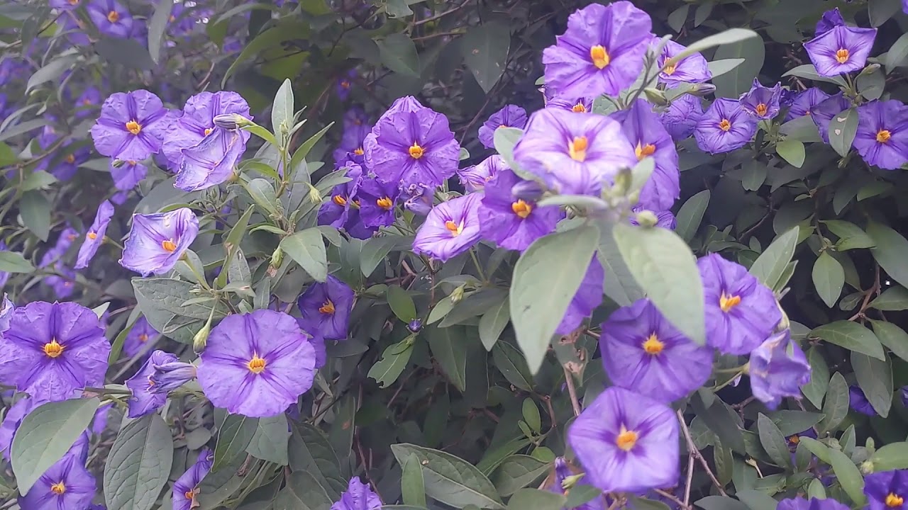 Blue potato bush Lycianthes rantonnetii The potato bush plant is an attractive shrub