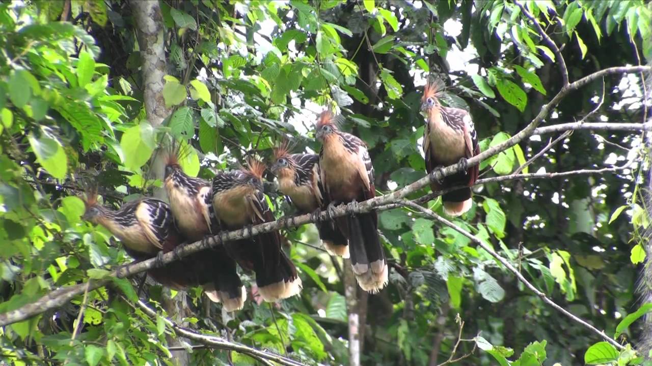 Birds of Peru: Hoatzin (Opisthocomus hoazin)