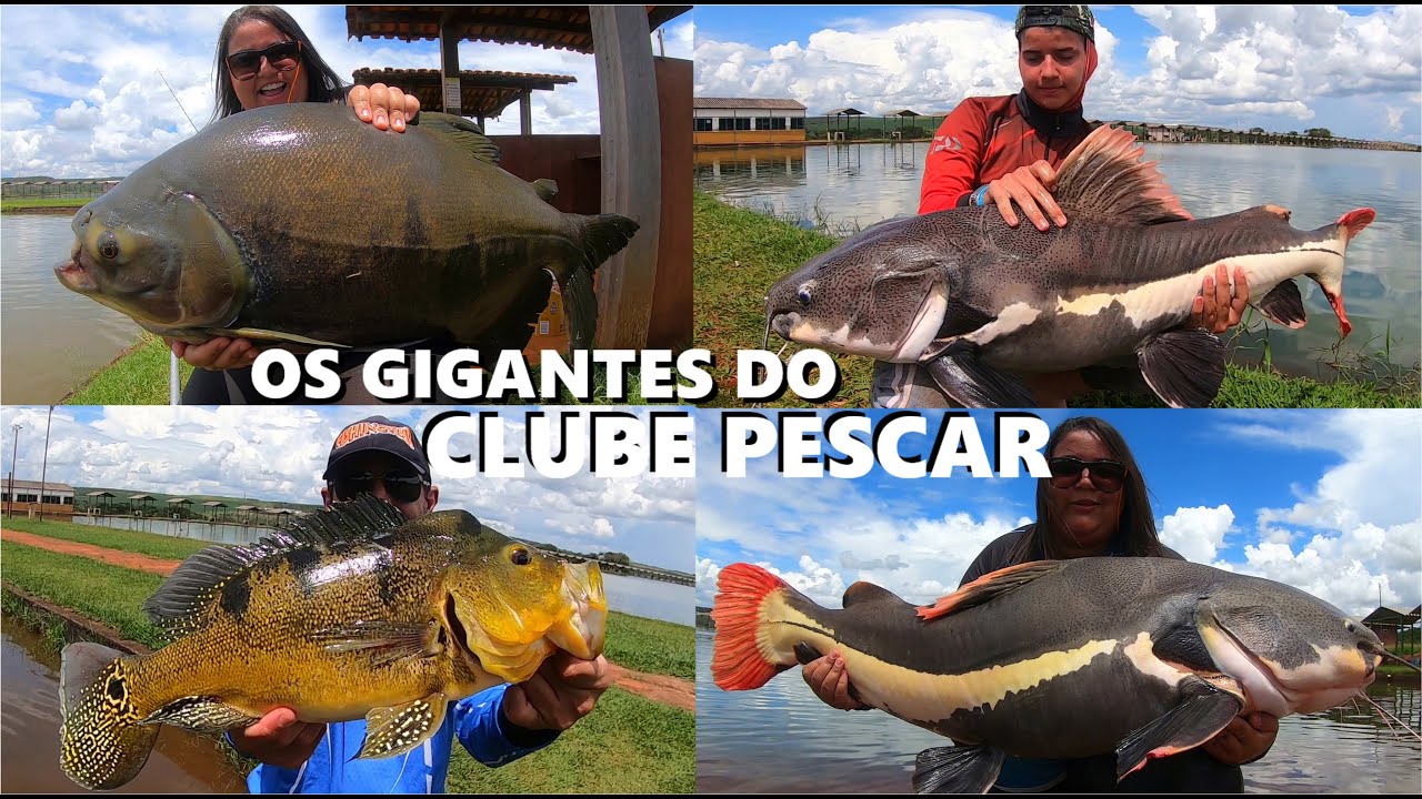As grandes Pirararas e Tambas do Clube Pescar (Fishingtur 883)