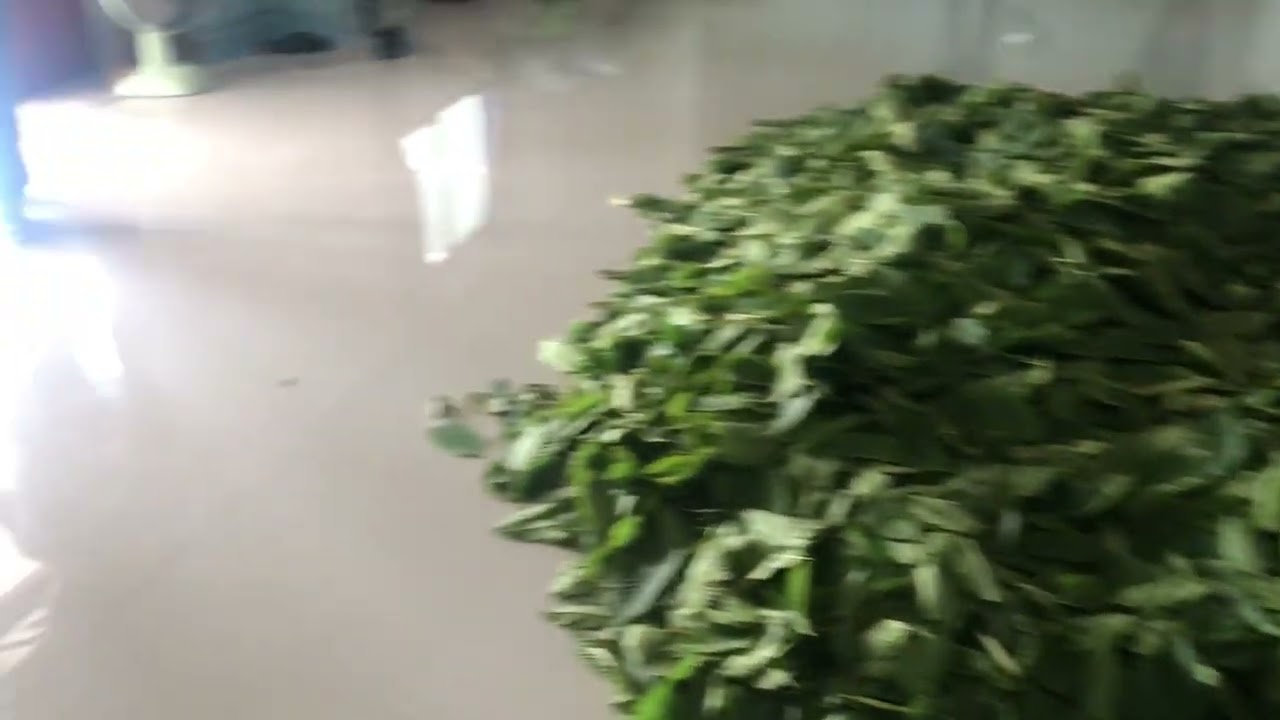 Kratom drying and harvest in Thailand Deep South