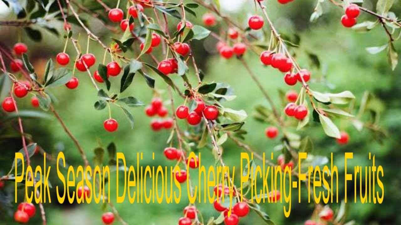 Leisure Gardening🍒Went to Peak Season Cherry Picking🍒Delicious Cherries Harvest time🍒Fresh  Fruits