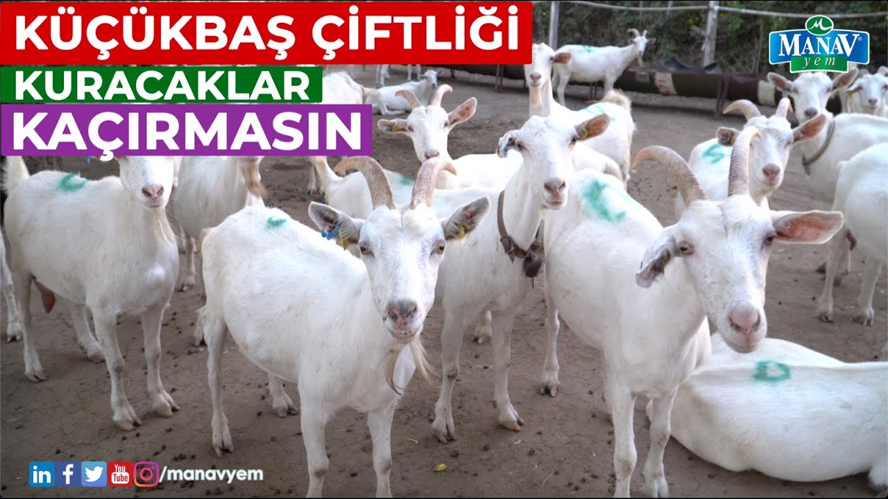 Küçükbaş Çiftliği Kuracaklar Kaçırmasın | Soy Kütüklü Damızlık Saanen Keçi Çiftliği