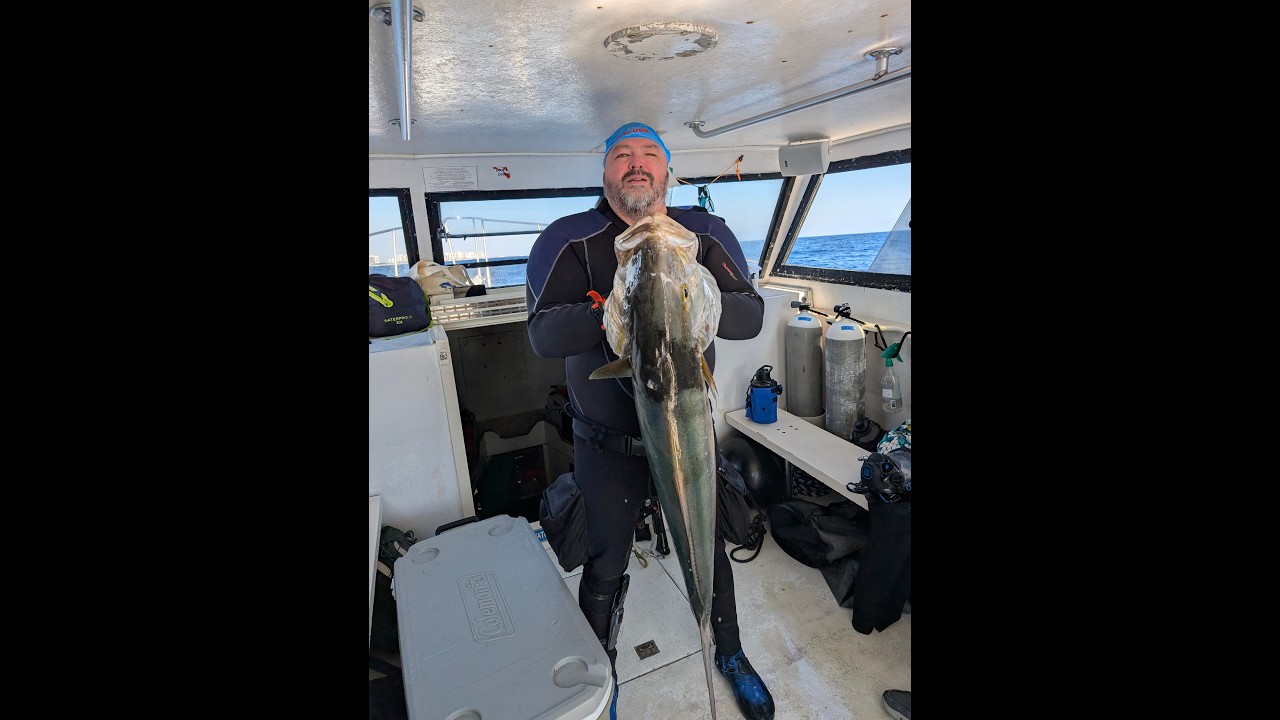 Shot an Amberjack on Governor's Wreck Trek with Goliath Grouper and Sharks