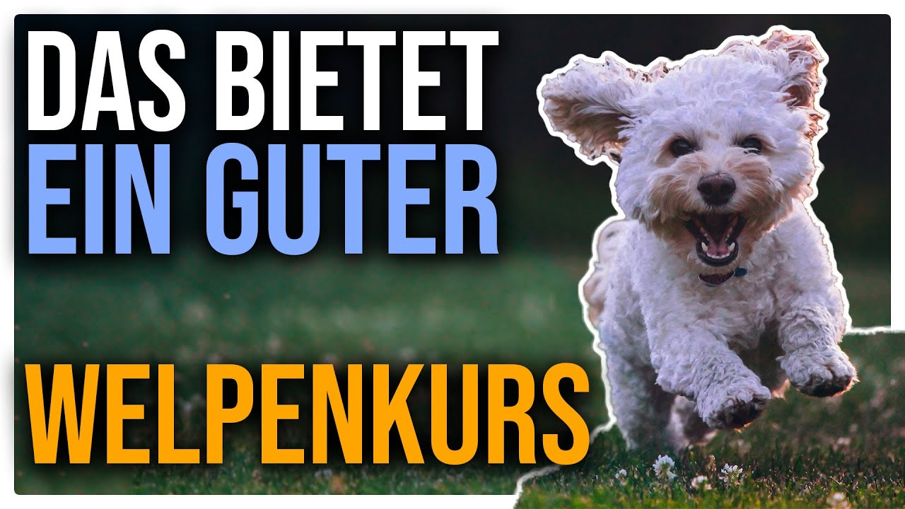 Welpenkurs - Gut von Schlecht unterscheiden k&ouml;nnen - So gehts!- TGH 456