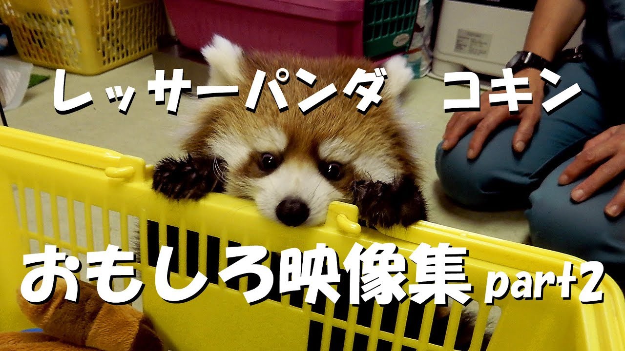 レッサーパンダ　コキン　おもしろ映像集part2