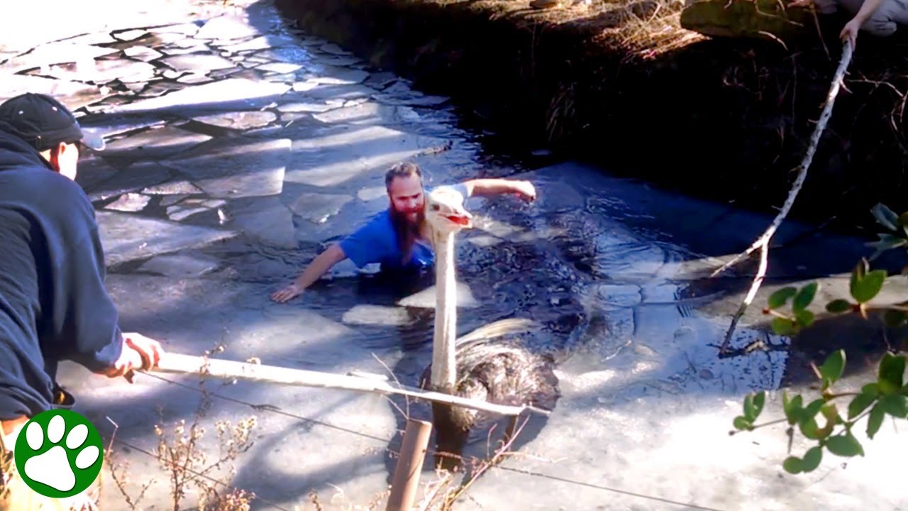 Mann springt in eiskaltes Wasser, um Strauß zu retten