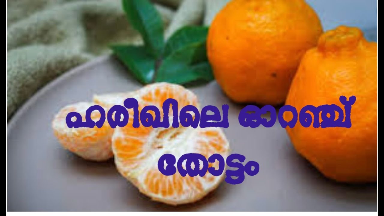 A Hariq Orange Festival ഹരീഖ് ഒറഞ്ച് തോട്ടത്തിലേക്കുള്ള യാത്ര