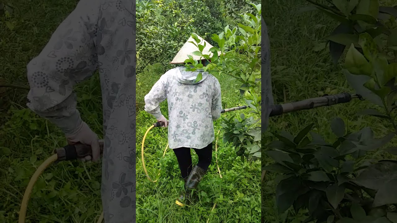 Diệt cỏ siêu nhanh không cần thuốc trừ có