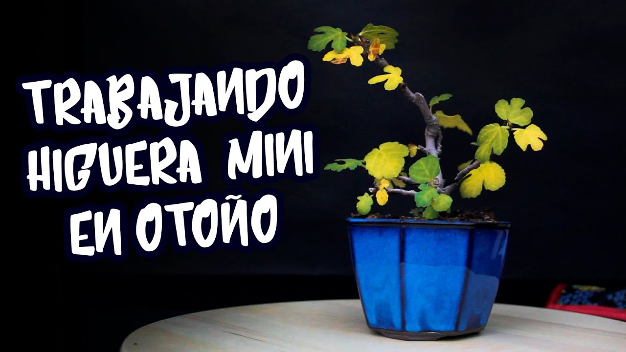Trabajo de otoño en bonsai higuera mame (ficus carica)
