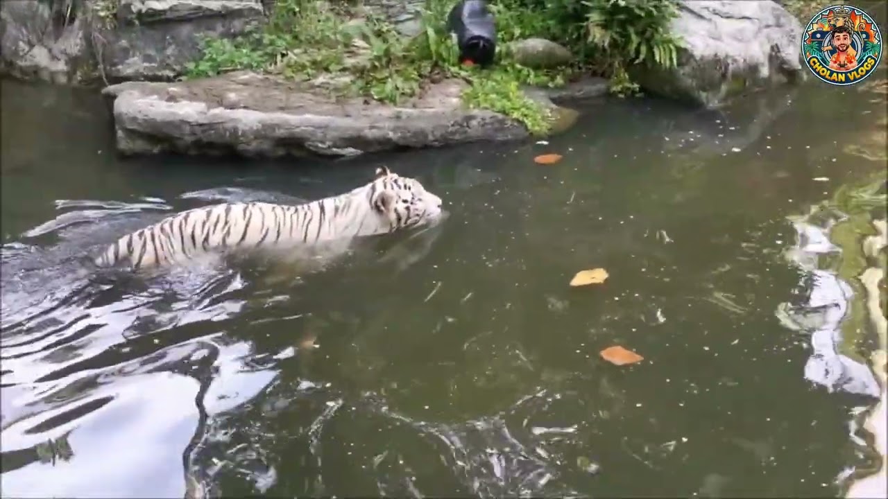 Singapore Series - Episode 12 (Singapore Zoo: White Tiger swim Play with Ball)