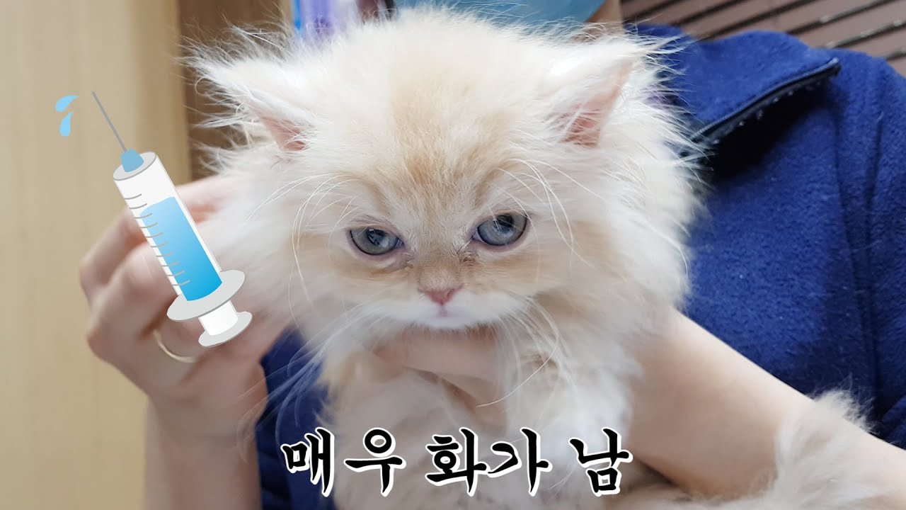 (Eng) 첫 예방접종 주사 맞고 화내는 아기고양이