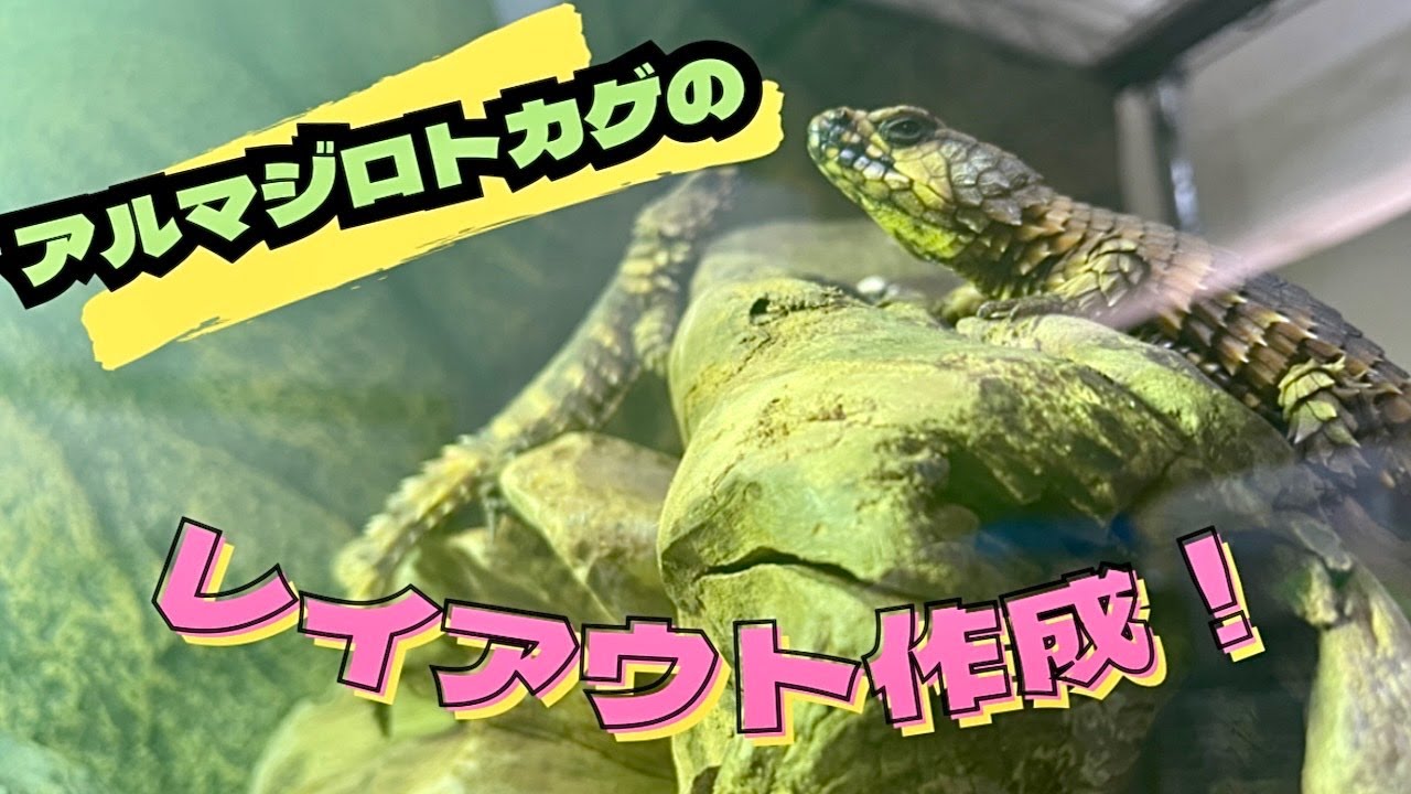 【アルマジロトカゲ】飼育環境を作っていく！【レイアウト】