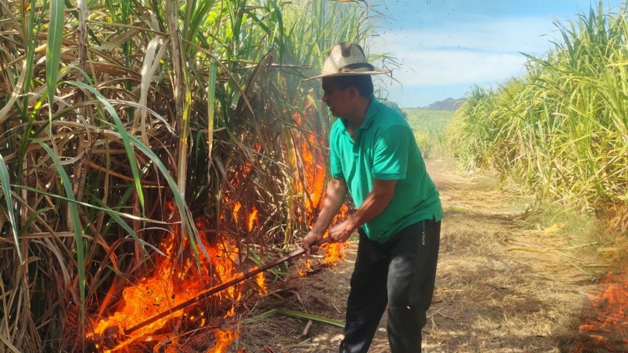 Así Se Realiza la Quema de Caña