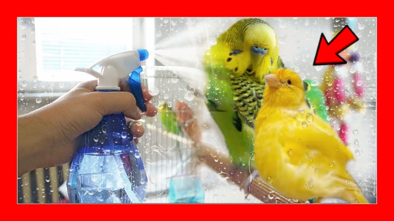 Когда купать птиц? 💦🐤 Лучшие приемы купания птиц
