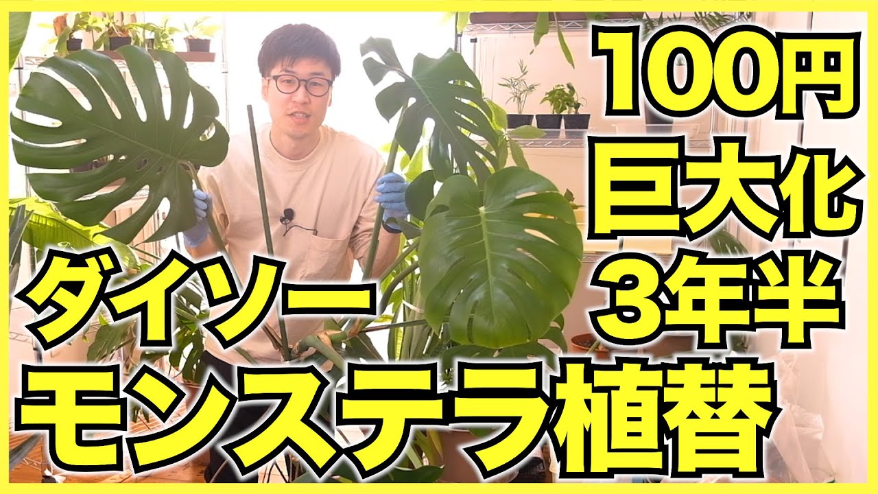 【観葉植物】ダイソーで100円で買って3年半育てたモンステラの植え替え【100均巨大化】
