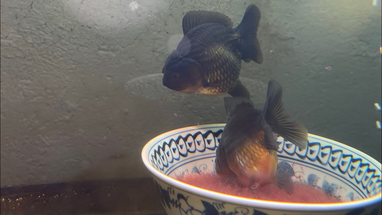 Live Food Tubifex worm Feeding Guide sa ating Goldfish