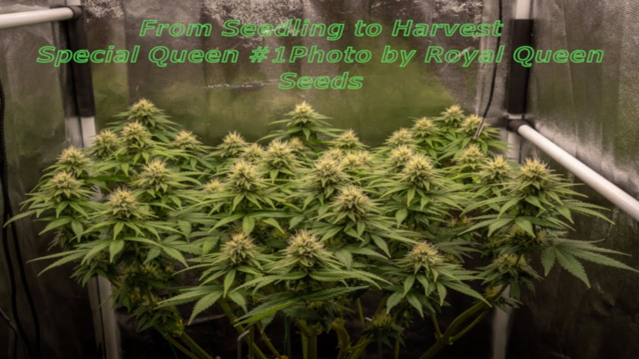 From Seedling to Harvest - Special Queen #1 by Royal Queen Seeds