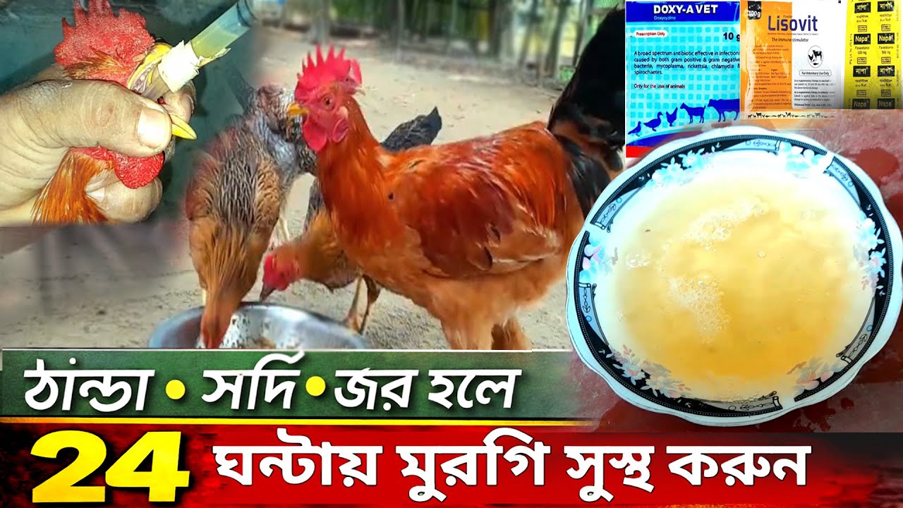 Treatment of colds, flu, fever and chills in chickens | Poultry Farming Tips