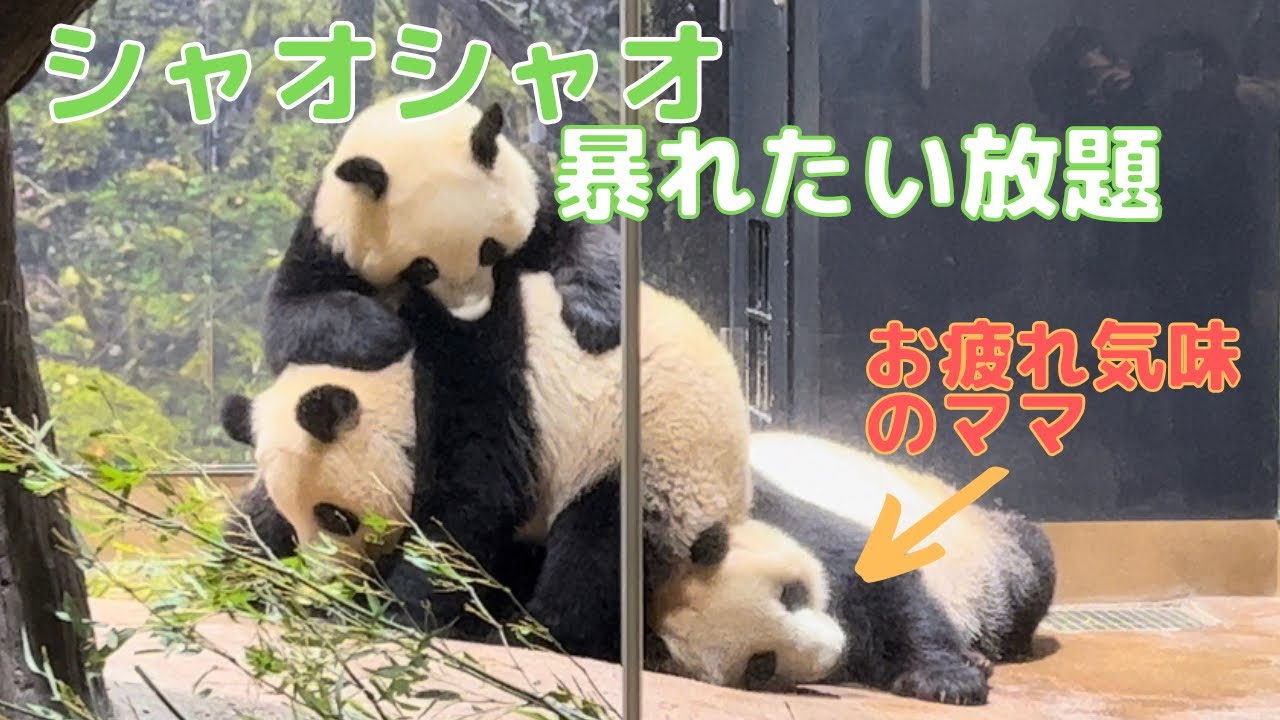 【2/3 シャオシャオとレイレイ】今日もママに甘えたいシャオシャオが暴れたい放題。レイちゃんを踏んだりママを踏んだり。そんなシャオくんを優しく見守るレイちゃん。今日も元気な双子パンダです。