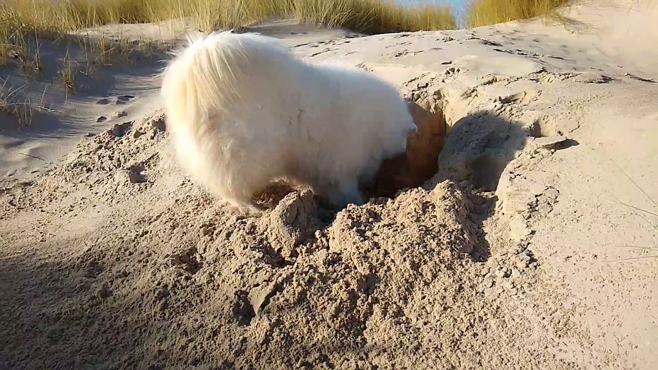 Samoyed Digging on Nairn Beach Scotland