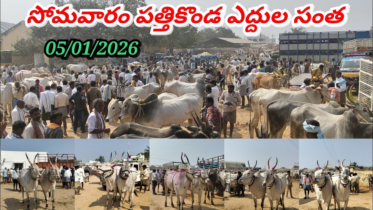 05/01/2026 సోమవారం పత్తికొండ సంతలో ఎద్దులు ధరలు ఏ విధంగా ఉన్నాయో చూడండి ఫ్రెండ్స్