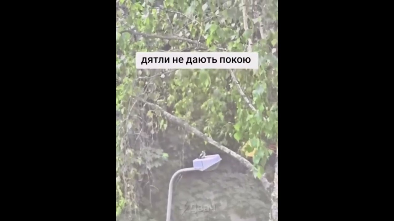Внимание: гондоний птах. Спасибо за внимание.