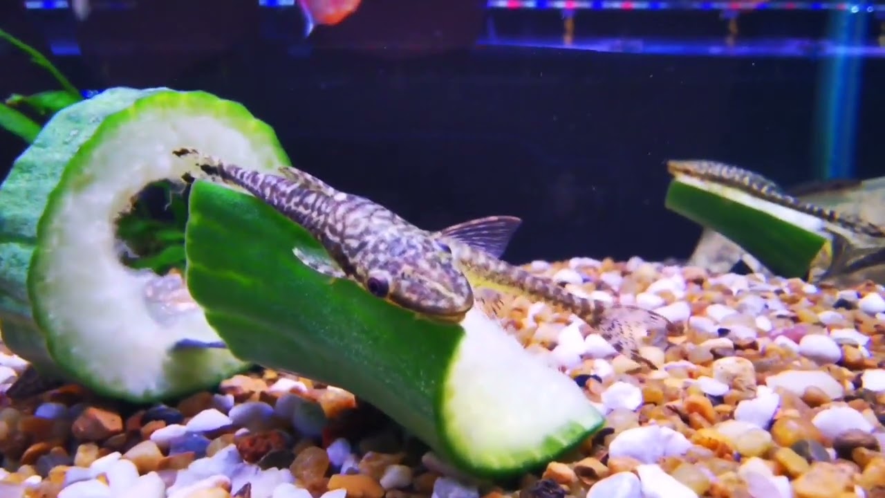 Catfish and L Numbers