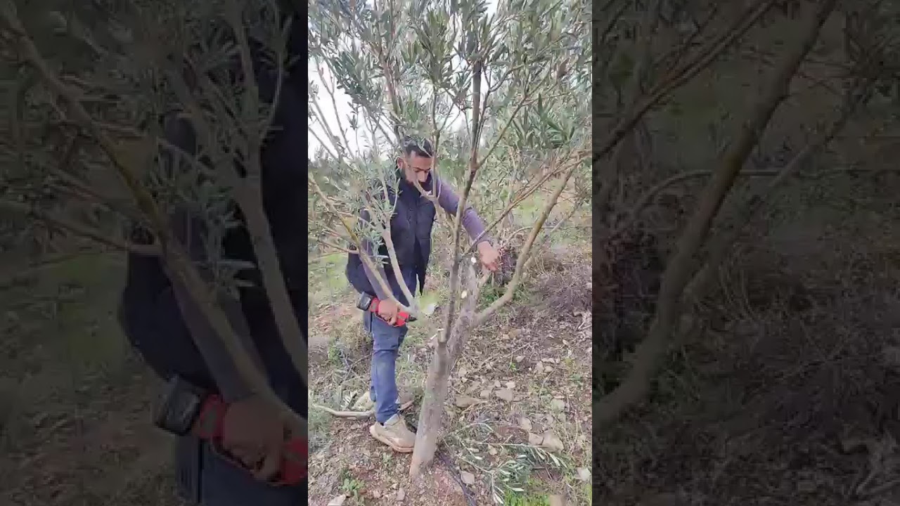 ZEYTİN BUDAMASI DETAYLI ANLATIM 