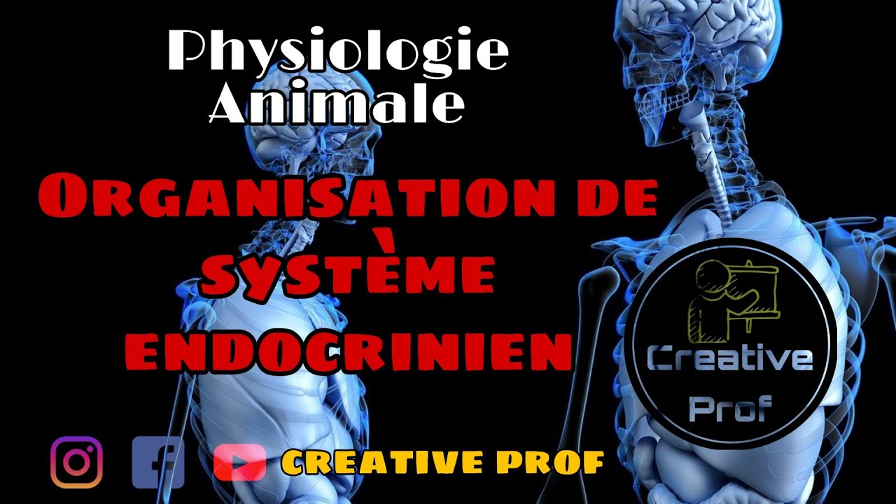 physiologie animale - Endocrinologie - Organisation de Système Endocrinien