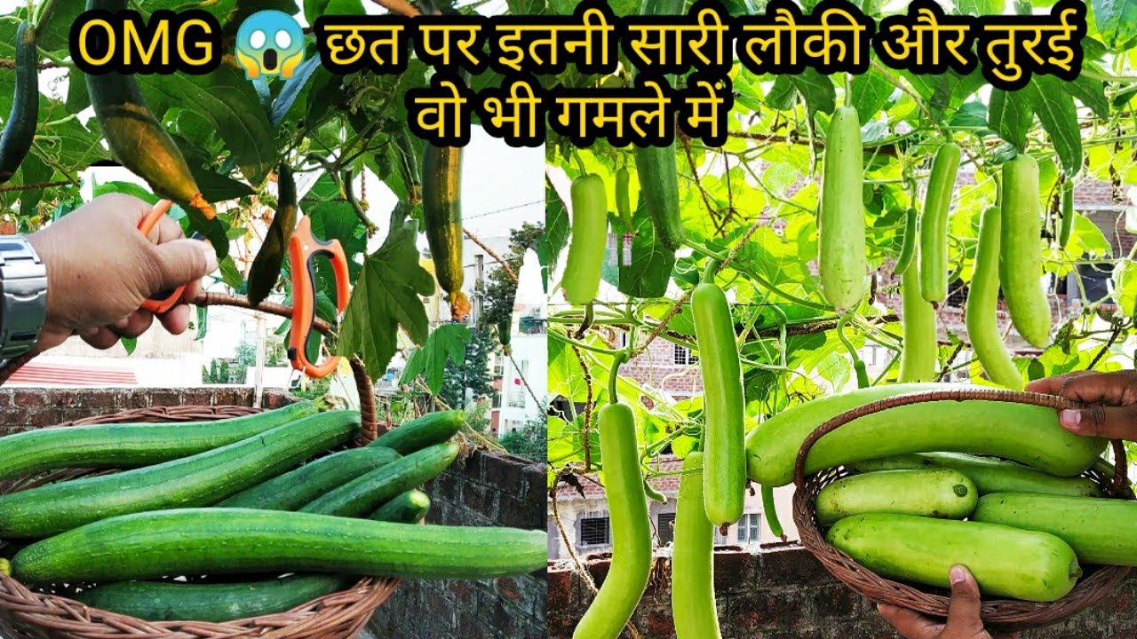छत पर बना दिया लौकी और तुरई का खेत गमलों में. इतने फल की पड़ौसी तक खाकर बोर हो गए. 3G कटिंग का कमाल