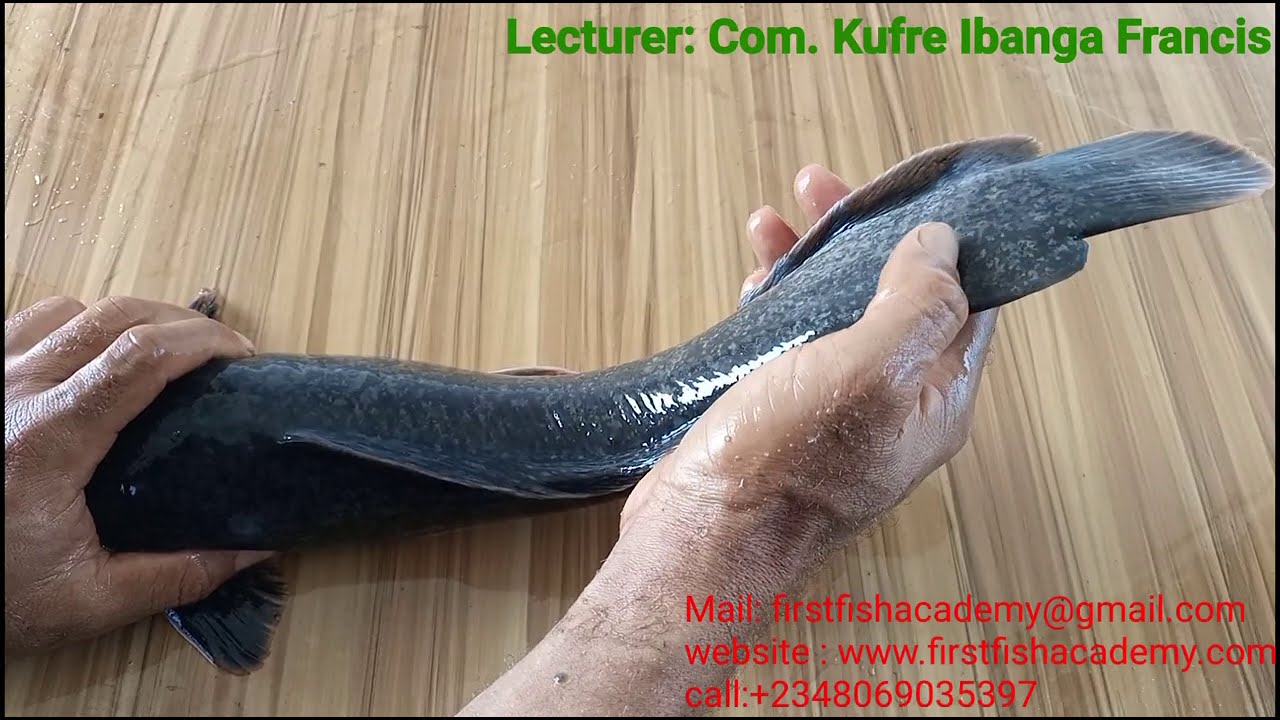 HOW TO IDENTIFY AFRICAN CATFISH: HYBRID, HETEROBRANCHUS AND CLARIAS