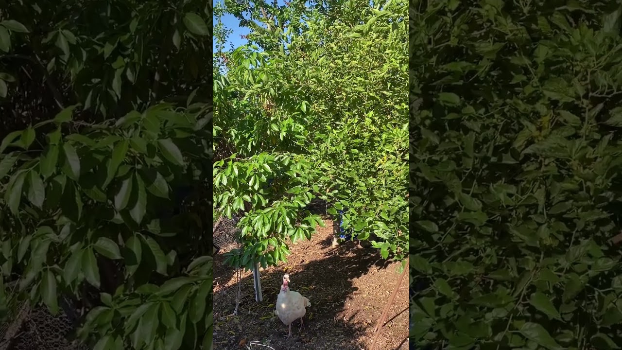 #permaculture #foodforrest #gardening #animals #californialandscape #garden